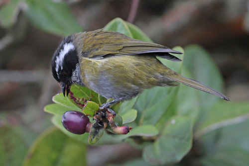 Sooty-capped Chlorospingus